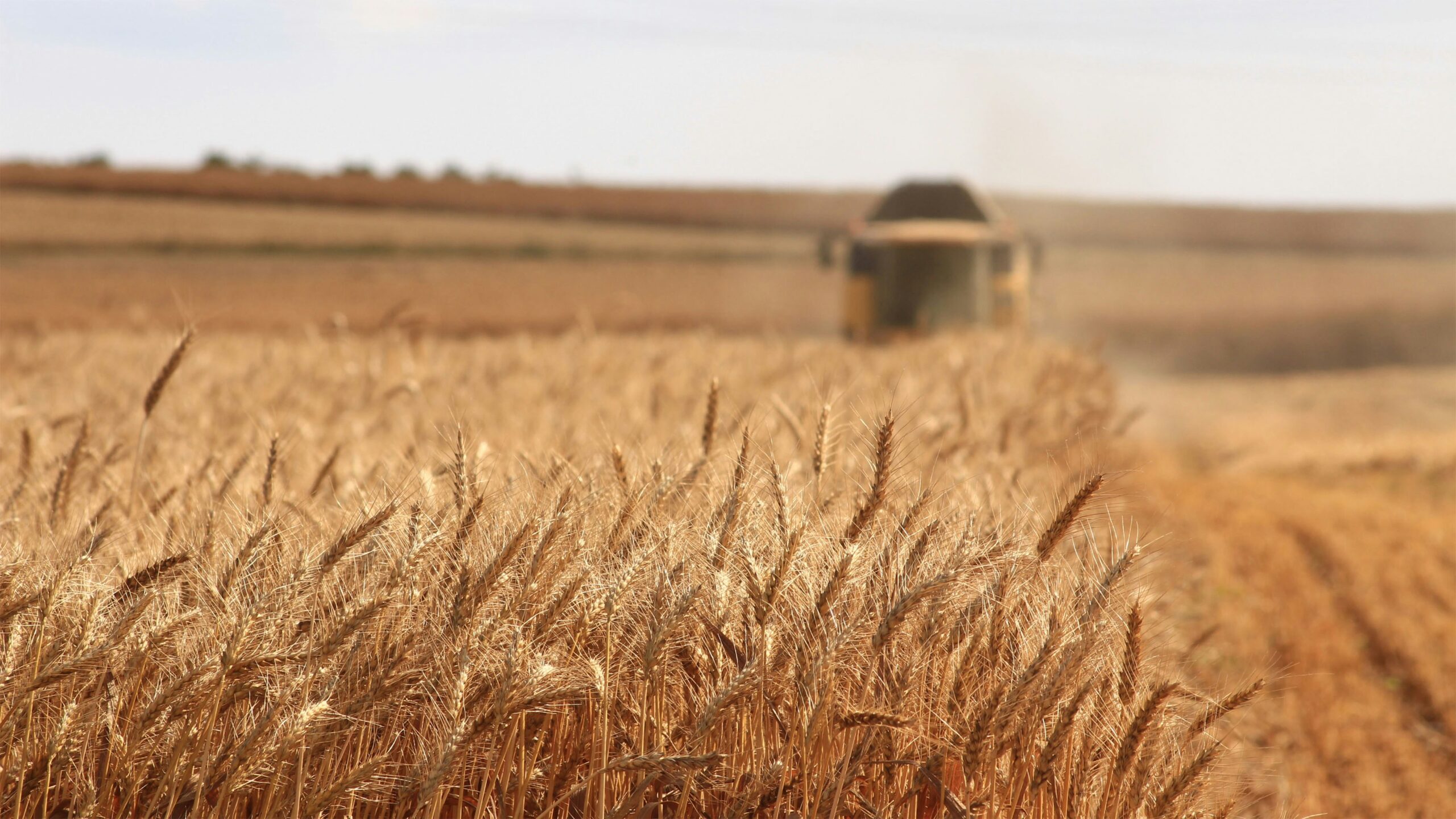 Wheat field ready for harvest